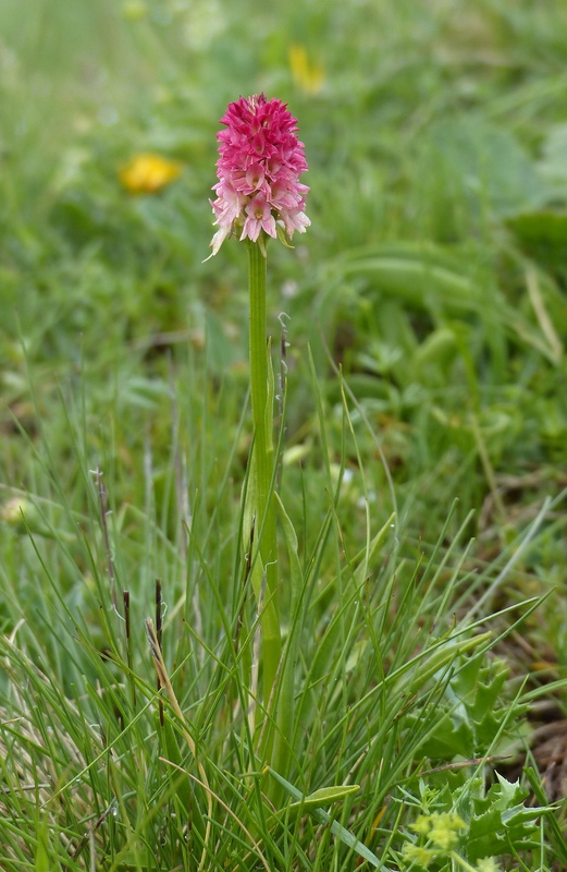 Nigritella cenisia e Nigritella rhellicani – Savoia francese   luglio 2023.